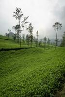 groene theeplantage in wonosobo, indonesië. theeplanten, mistige theetuinen, uitzicht op de theetuinen. foto