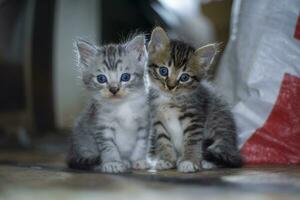 schattige kleine katten die naar de camera kijken foto