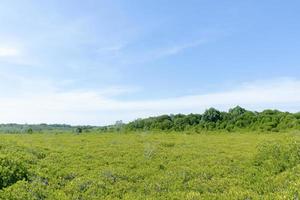 landschap groen bos op de blauwe hemelachtergrond. foto