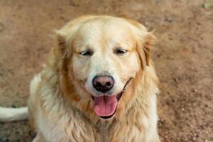 close-up portret van golden retriever dog foto