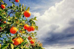 tak sinaasappelboom. foto