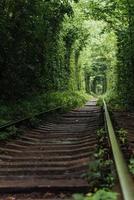 natuurlijke tunnel van liefde die uit de bomen komt foto