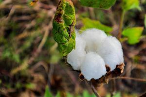 katoenen bloem in het katoenen bloemveld. als grondstofkleding, modekleding. foto