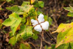 katoenen bloem in het katoenen bloemveld. als grondstofkleding, modekleding. foto