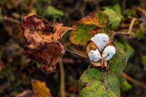 katoenen bloem in het katoenen bloemveld. als grondstofkleding, modekleding. foto