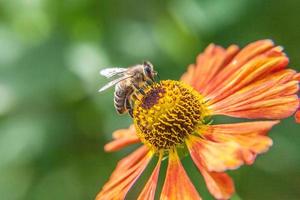 honingbij bedekt met geel stuifmeel drinken nectar, bestuivende oranje bloem. inspirerende natuurlijke bloemen lente of zomer bloeiende tuin of park achtergrond. leven van insecten. macroclose-up. foto
