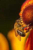 honingbij bedekt met geel stuifmeel drinken nectar, bestuivende bloem. inspirerende natuurlijke bloemen lente of zomer bloeiende tuin achtergrond. leven van insecten, extreme macro close-up selectieve focus foto