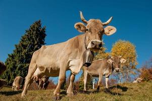 grazende koeien die zich voeden met gras foto