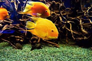 paar gouden papegaaivissen duiken in aquarium foto