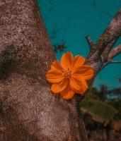 cordia dodecandra lente bloeiende bloem foto