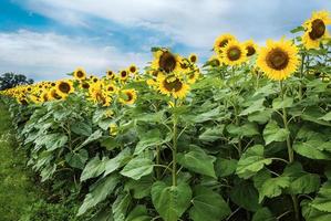 zonnebloemen veld in bloei in de zomer foto