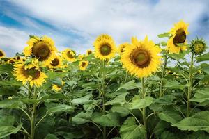zonnebloemen veld in bloei in de zomer foto
