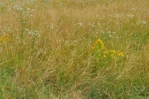 groen gras in weide of gazon nuttig als achtergrond foto