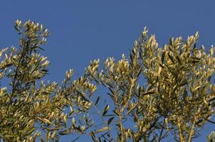 olijfboom plant foto