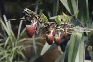 close-up van prachtige paphiopedilum-orchidee foto