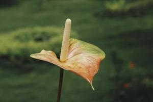 anthurium bloemen met tropische achtergrond foto
