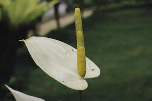 anthurium bloemen met tropische achtergrond foto