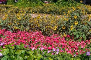 bloemen in het park foto