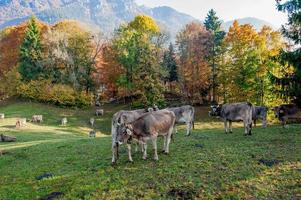 grazende koeien die zich voeden met gras foto