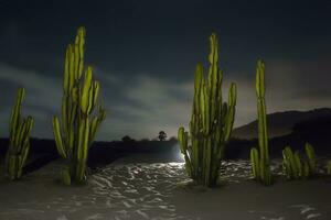 uitzicht op de cactusboom 's nachts foto