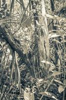 hangende afgezaagde boom zonder stam tropische jungle mexico. foto