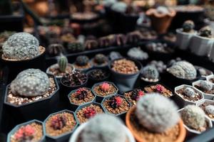 cactus in een kleine boerderij thuis foto