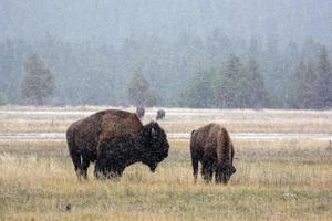 Amerikaanse bizon in de sneeuw in Yellowstone foto