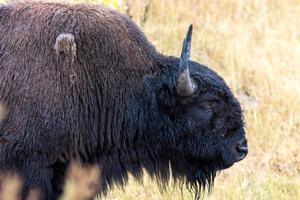 Amerikaanse bizons op de vlaktes in Yellowstone foto