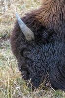 Amerikaanse bizon die door de vlaktes dwaalt in Yellowstone foto