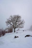 sneeuw op de boom in de berg in het winterseizoen foto