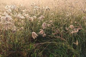 de weide onder het felle zonlicht in de ochtend foto