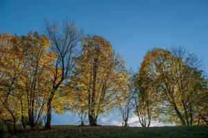 betoverd bos met de kleuren van de herfst foto