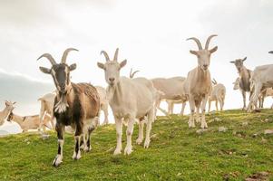 geiten in hoge bergweide foto