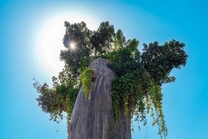 enorme boom en de zon op de achtergrond foto