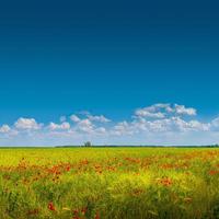 banner met prachtige groene en gele boerderij landschap en weide veld met rode papaver bloemen, duitsland, zonnige dag, blauwe lucht met wolken en kopieer ruimte gradiënt achtergrond. foto