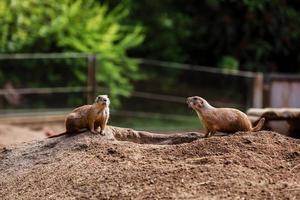 twee zittende natuurlijke marmotten die in tegengestelde richtingen kijken. nieuwsgierig europese suslik poseren voor fotograaf. kleine sousliks observeren foto