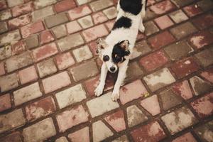 zwart-witte hond geniet van een rust. schattige hond geniet van spelen in het park buiten. foto