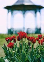 geweldig bloeiend rood tulpenpatroon met een tuinhuisje op de achtergrond buiten. natuur, bloemen, lente, tuinieren concept foto