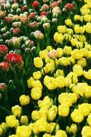 geweldig bloeiend kleurrijk tulpenpatroon buiten. natuur, bloemen, lente, tuinieren concept foto