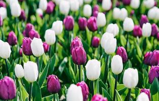 geweldig bloeiend kleurrijk tulpenpatroon buiten. natuur, bloemen, lente, tuinieren concept foto