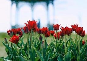 geweldig bloeiend rood tulpenpatroon met een tuinhuisje op de achtergrond buiten. natuur, bloemen, lente, tuinieren concept foto