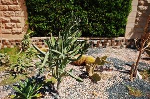 tuinbed van verschillende cactussen op zonnige dag foto