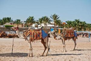 twee geklede kamelen op het strand bij zand foto