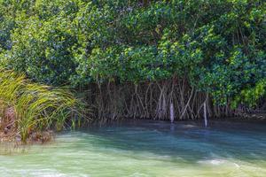 muyil lagune panorama uitzicht landschap natuur mangrove bomen mexico. foto