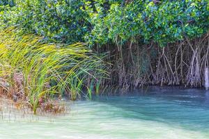 muyil lagune panorama uitzicht landschap natuur mangrove bomen mexico. foto