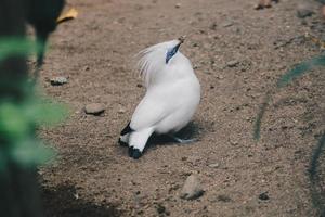 bali myna of jalak bali. bedreigde en endemische vogel uit indonesië foto