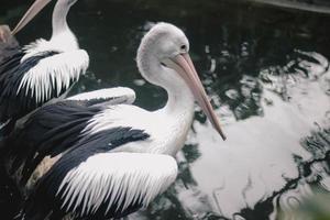 pelikaan in het park zit boven de vijver. foto