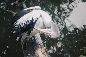 pelikaan in het park zit boven de vijver. foto