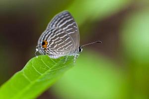 een grijs gevlekte vlinder strijkt neer op een groen blad foto
