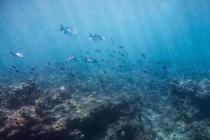 school vissen zwemmen op koraalrif in de zee foto